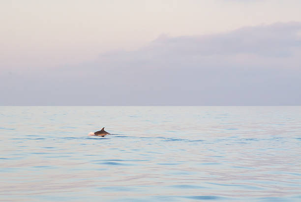 istock Dolphin near the boat 509279027