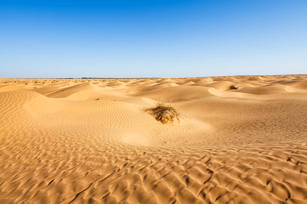 sahara desierto cerca de ksar ghilane oasis en el sur de túnez - great sand sea fotografías e imágenes de stock