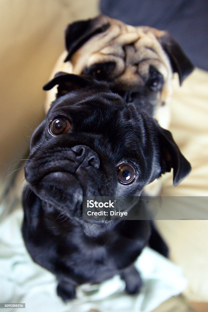 Marley and Elvis Pug portraits Animal Stock Photo