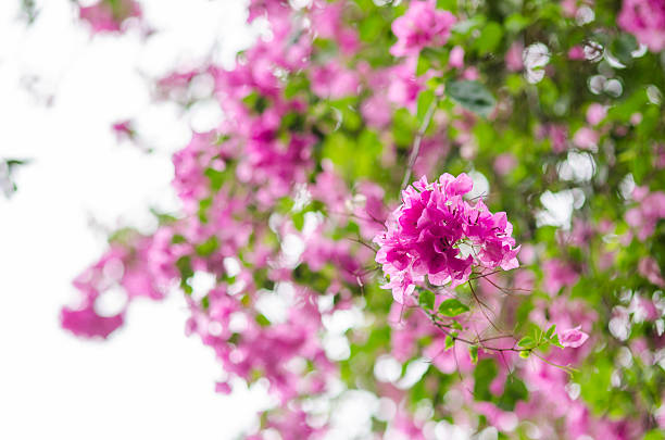 istock Paper flowers or Bougainvillea 509290017