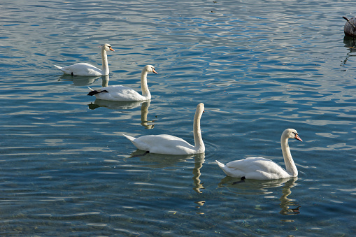 Swans swimming in Lake Geneva, Vevey, canton of Vaud, Switzerland
