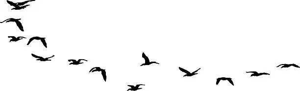 Vector illustration of Silhouette Flock of Sea Birds Flying. Isolated on White