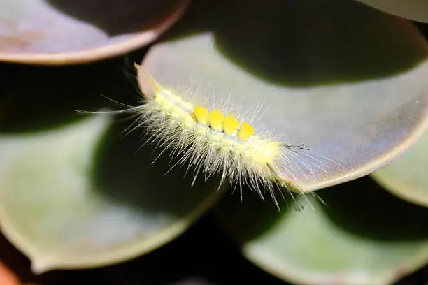 Fuzzy Yellow Caterpillar crawling on a Green Succulent plant