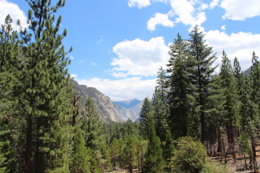 A forest of pine trees growing in King's Canyon National Park.