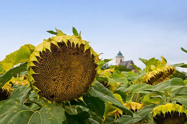 sunflowers in front of a chapel