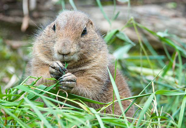 istock black tailed prairie dog eating a blade of grass 509290975
