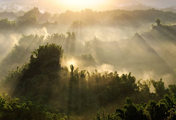 Forest morning stock photo