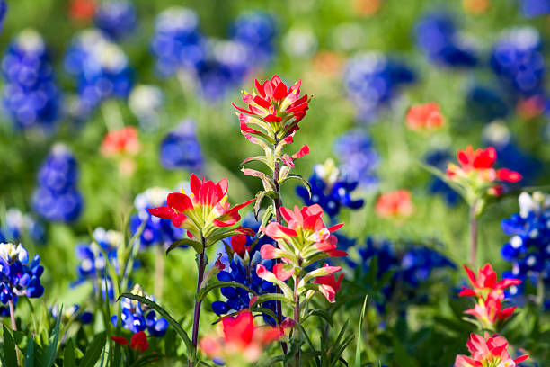 fleurs sauvages du texas - indian paintbrush photos et images de collection