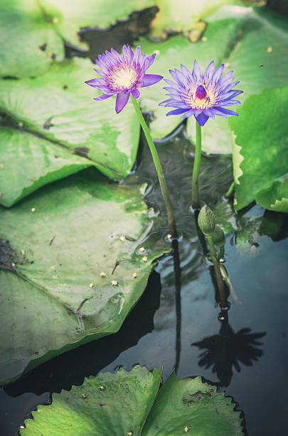istock Lotus or Water lily flower vintage 509291921