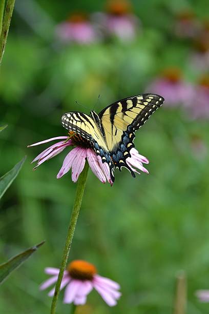 istock Eastern Tiger Swallowtail Female 509292444