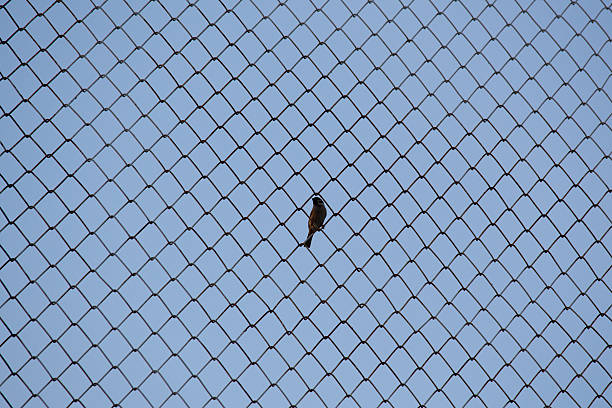 istock minimalist of litte bird hold on metal screen 509292536