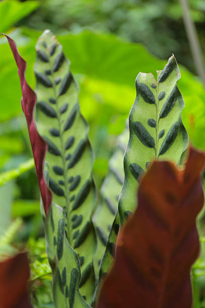 Giant leaf stock photo