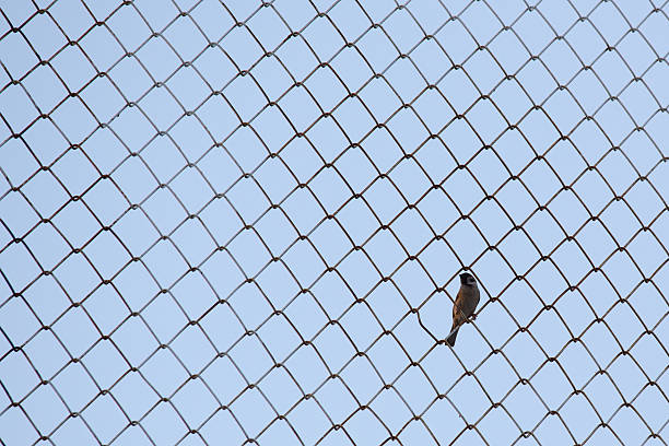 istock minimalist of litte bird hold on metal screen 509292720