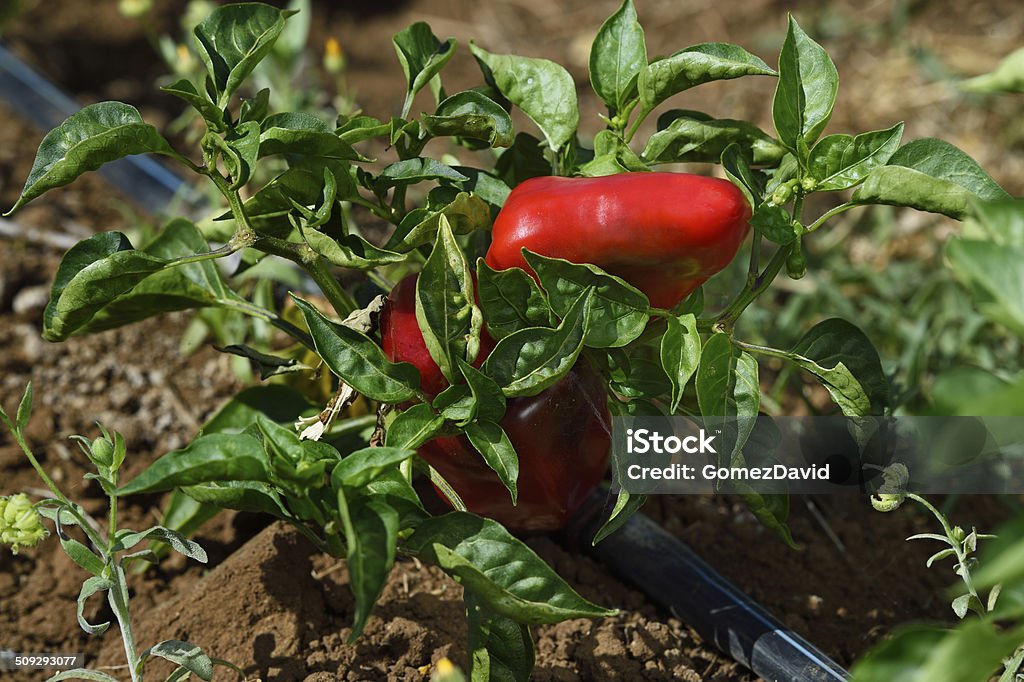 Close-up of Organic Lipstick Peppers Ripening on Plant Close-up of organic lipstick peppers ripening on plant. Lipstick Stock Photo