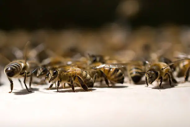 Honey bees from a captured swarm settling into a new beehive