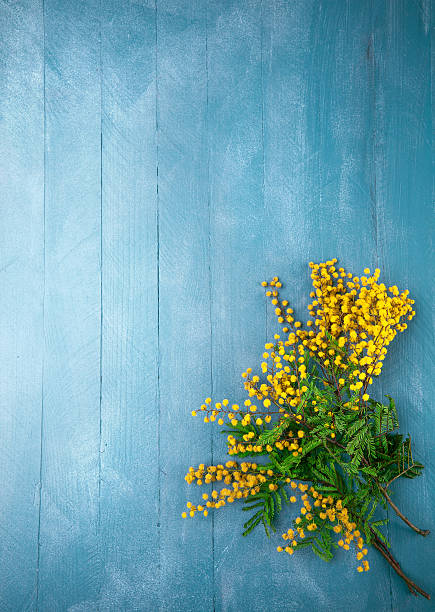 Branch blooming mimosa on blue wooden board Branch blooming mimosas on blue wooden board top view with copyspace wattle flower stock pictures, royalty-free photos & images