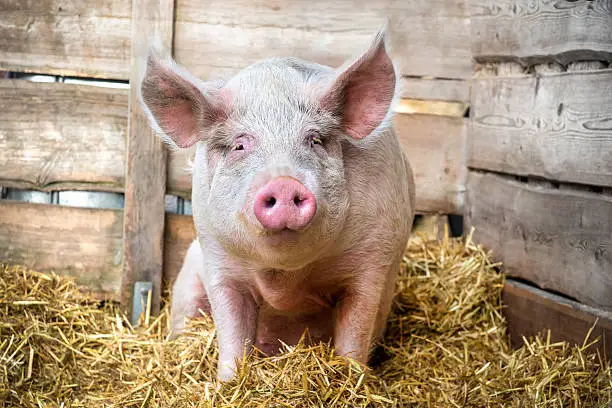 Pig on hay and straw at pig breeding farm