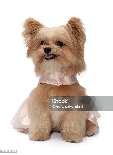 Little Princess Stock Photo - Download Image Now - Animal, Animal Hair, Beauty