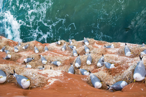 Seagulls in their nest on a red cliff.