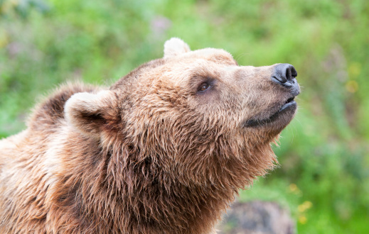 side face portrait of an european brown bear