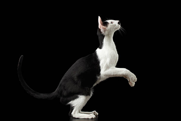 istock Standing on legs Black and White Oriental cat Isolated 509295142