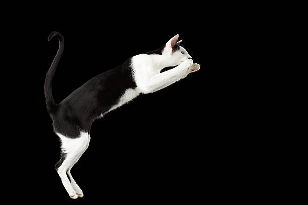istock Jumping Black and White Oriental cat Isolated on Black 509295188
