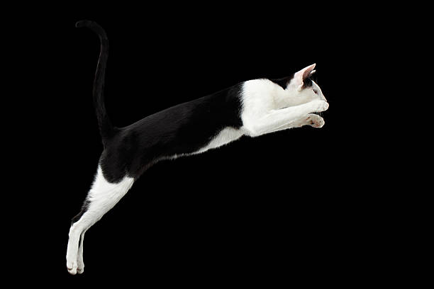 istock Jumping Black and White Oriental cat Isolated on Black 509295216