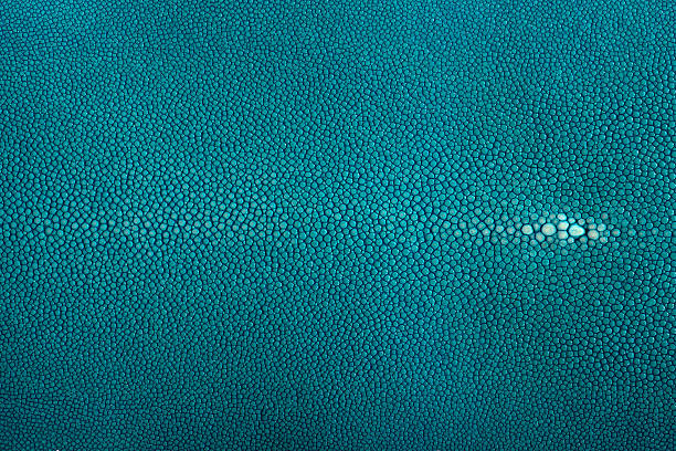 Stingray exotic leather in turquoise color