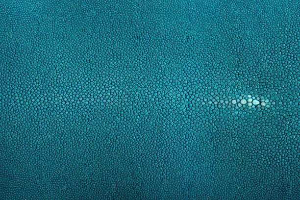 Stingray exotic fish skin, leather, hide in turquoise color