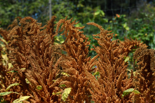 Close-up of the organic goldern giant Amaranth grain, being grown as a seed crop.