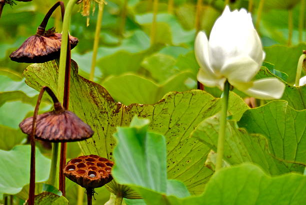 istock Mauritius- Grapefruit Garden, Lotus Flower 509296914