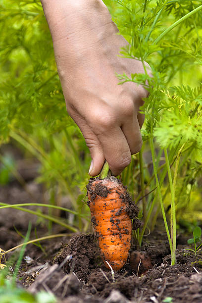 istock hand of woman pulling carrot in vegetable garden 509299212