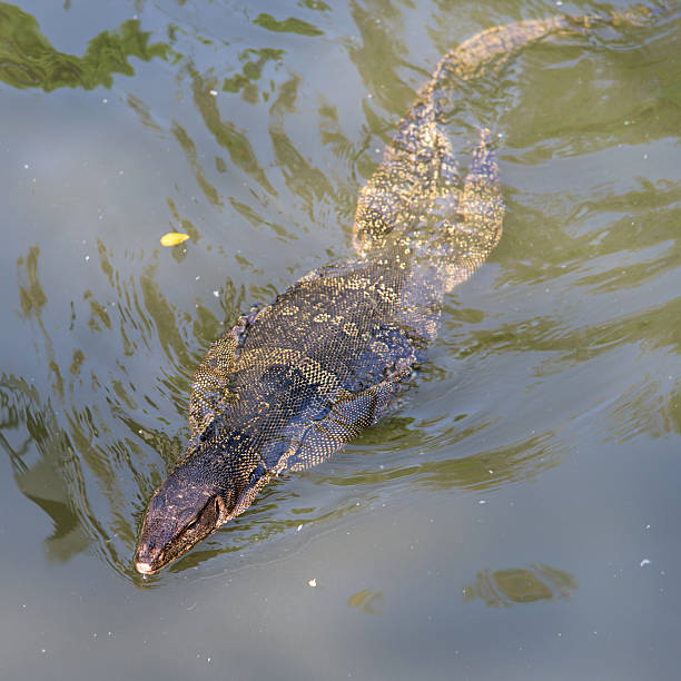 istock Big Water Monitor lizard in pond 509299304