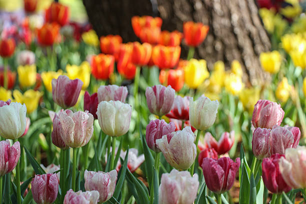 istock Tulip field with water drops 509299334