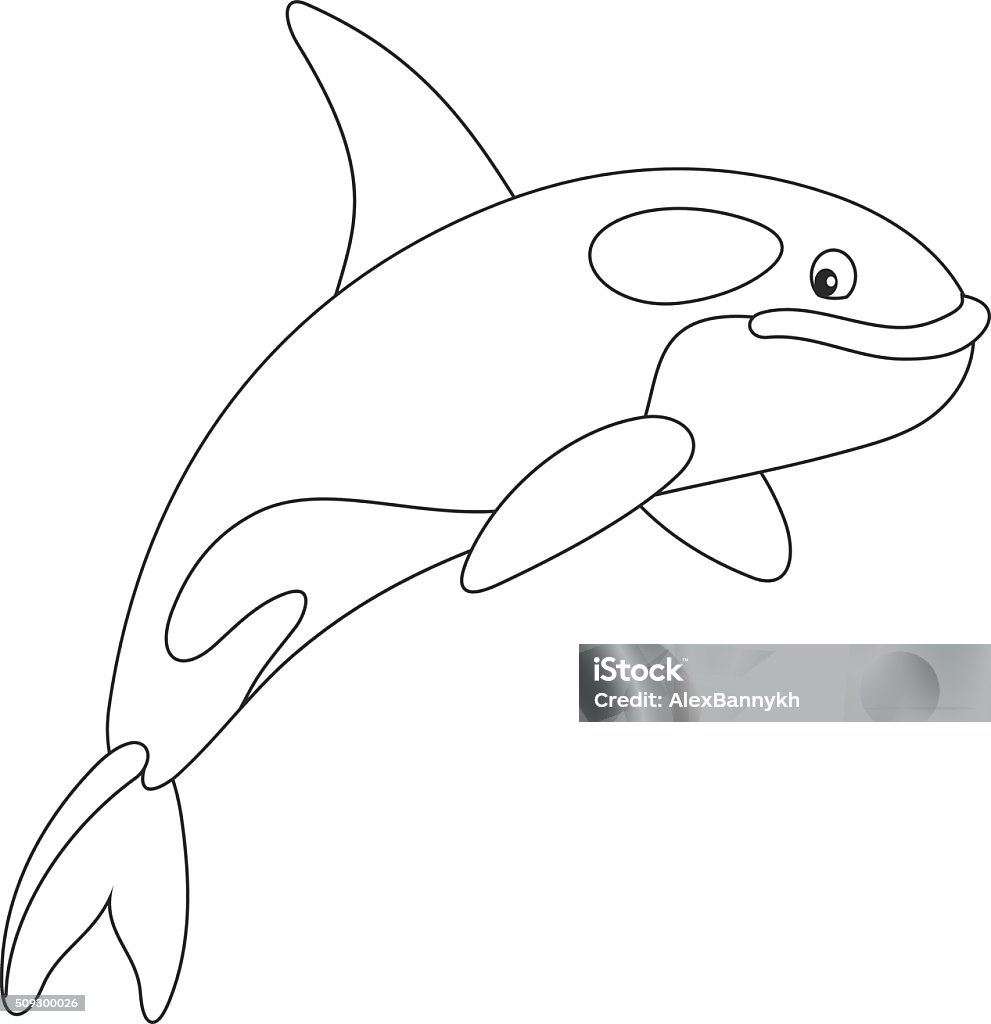 Killer whale Black and white vector illustration of an orca swimming Animal stock vector