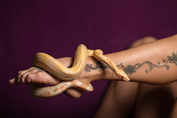 istock Boa constrictor on a girl's leg 509300158