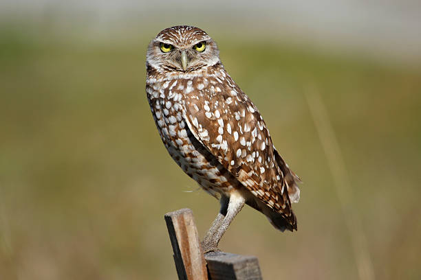 istock Burrowing Owl sitting on a wooden pole 509300958