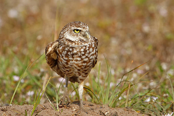 istock Burrowing Owl standing on the ground 509301144