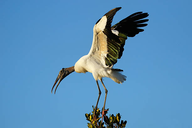 istock Wood stork spreading wings 509301430