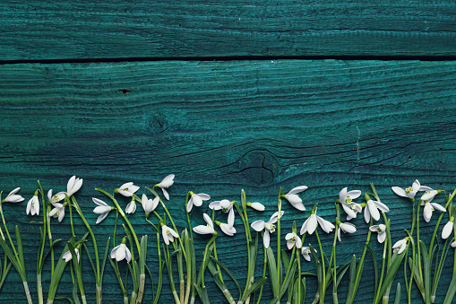 A lot of snowdrops arranged in a row on an old wooden table. 