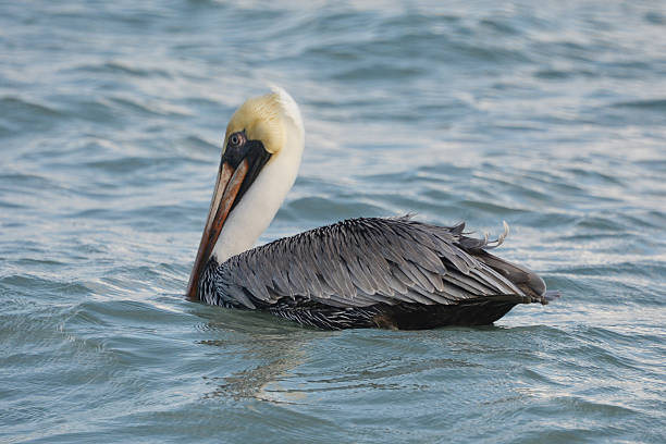 istock Pelican swimming in water. 509302516