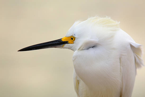 Portrait of Snowy egret Portrait of Snowy egret (Egretta thula) ding darling national wildlife refuge stock pictures, royalty-free photos & images