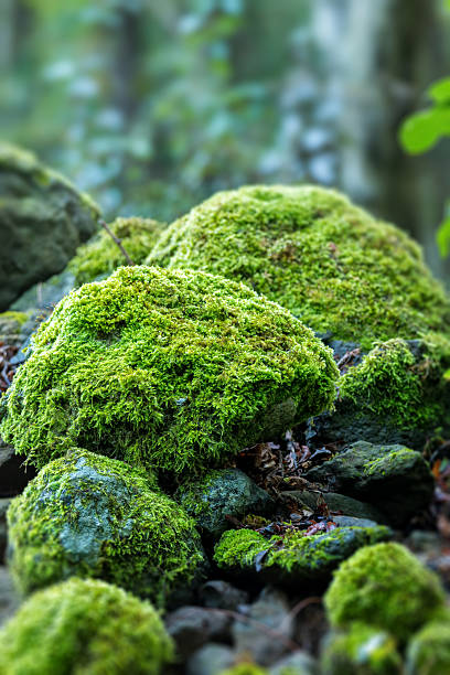 rochers recouverts de mousse - lichen photos et images de collection