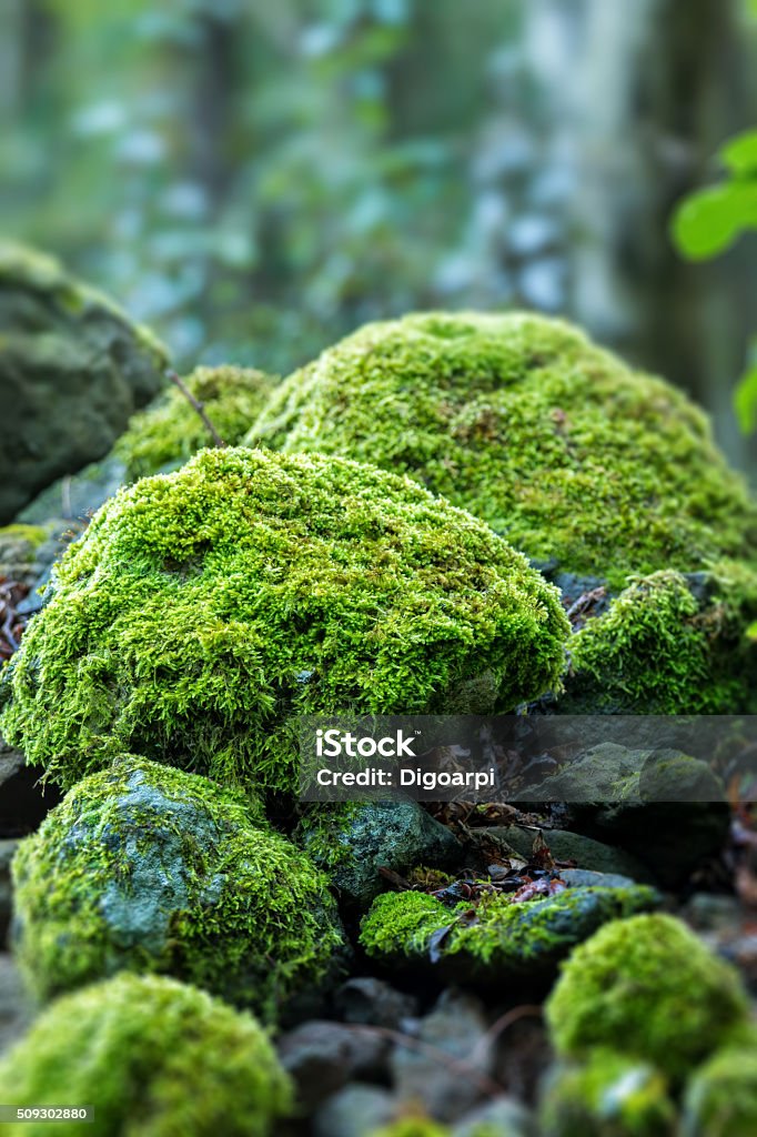 Covered rocks with moss Moss Stock Photo