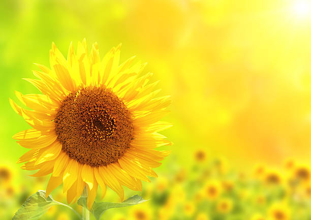 istock Bright yellow sunflower on green background 509303254