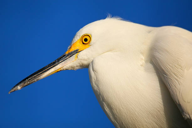 Portrait of Snowy egret Portrait of Snowy egret (Egretta thula) against blue sky ding darling national wildlife refuge stock pictures, royalty-free photos & images