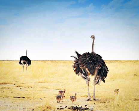 Two ostriches with their young in the dry savannah of Etosha National Park,Namibia.