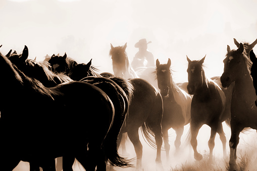 Unrecognizable male wrangler herding horses on a ranch in Montana, USA.  Large herd of horses galloping down a dirt trail on the ranch. Dust all around the stampede. Summer. Some horses and wrangler are in silhouette. Sepia tones.
