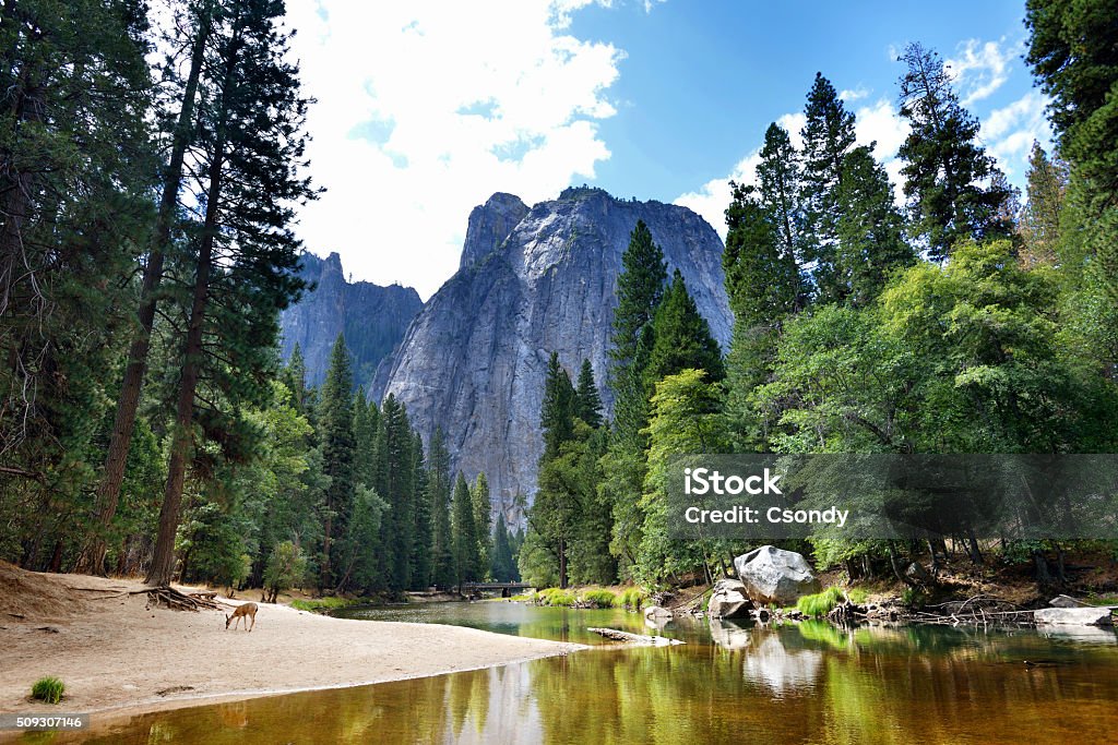 Yosemite National Park Beautiful view from the Yosemite National Park with a deer. Yosemite National Park Stock Photo