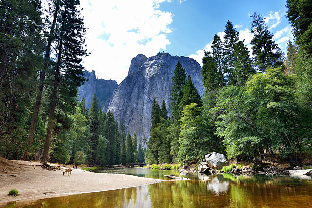 Yosemite National Park Beautiful view from the Yosemite National Park with a deer. yosemite falls stock pictures, royalty-free photos & images